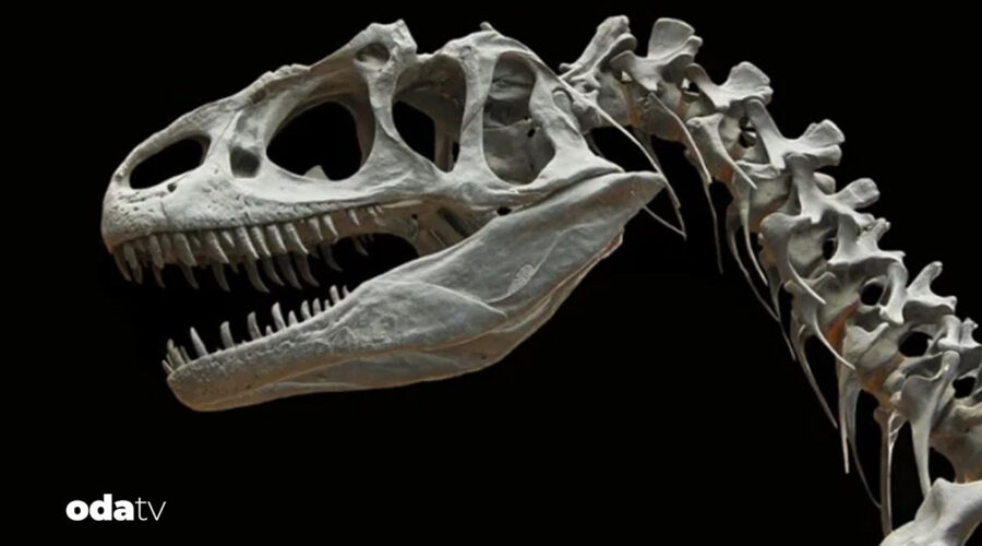 patagonyada dinozor avcisi timsah fosili bulundu vT2FmhJw