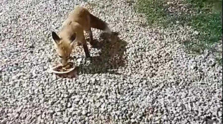 tilki rifkinin alabalik dostlugu cgl2KEnN