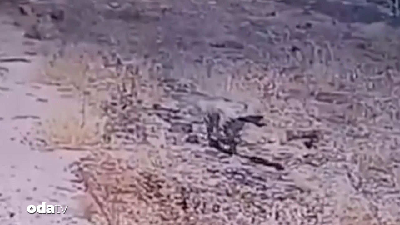 gunes enerjisi santralinde cizgili sirtlan surprizi nhSWg25f