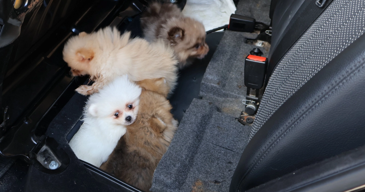 Kapıkule’de araçta gizlenen 5 yavru köpek ele geçirildi Haber gorseli