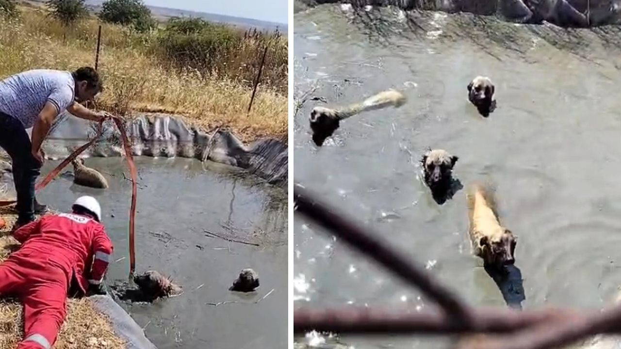Gölette mahsur kalan 4 köpeği vatandaşlar kurtardı Img